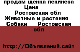 продам щенка пекинеса. › Цена ­ 1 500 - Ростовская обл. Животные и растения » Собаки   . Ростовская обл.